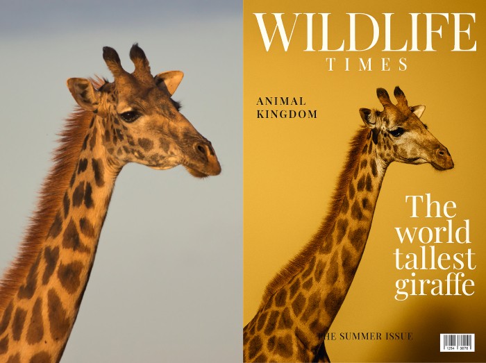 From camera roll to cover star